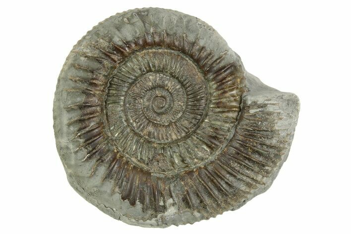 Jurassic Ammonite (Dactylioceras) Fossil - England #362498